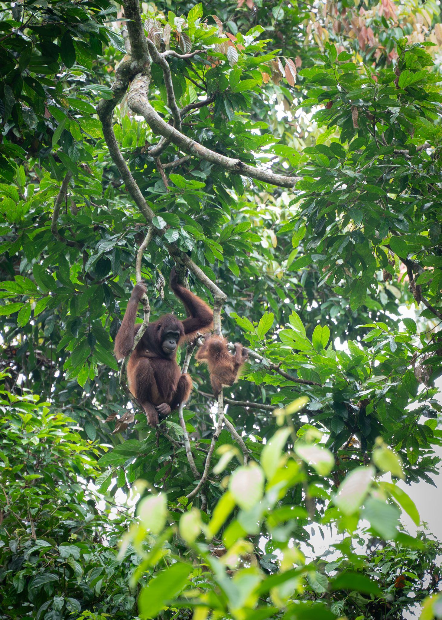 Orang Utan  Pongo abelii